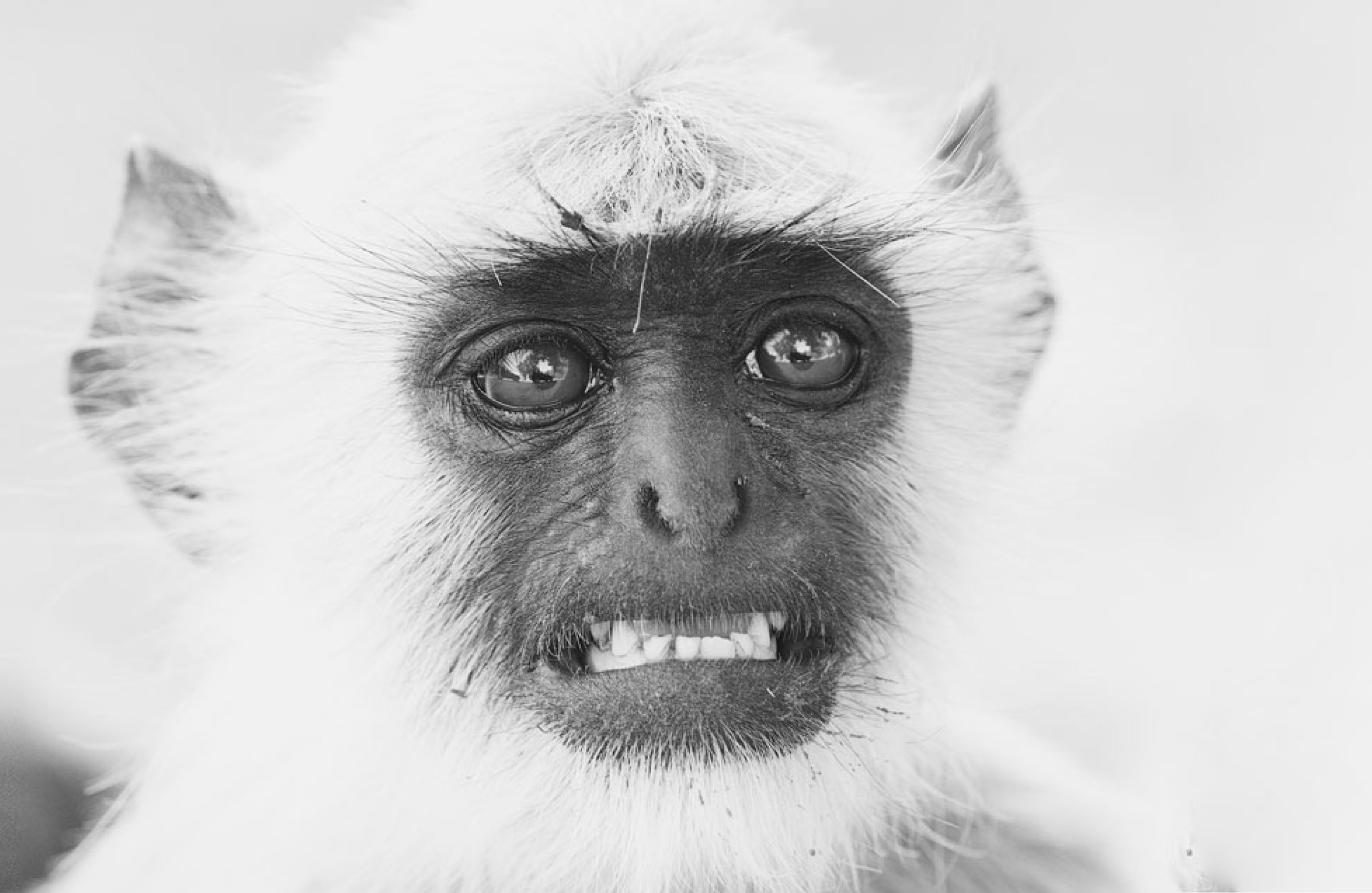 Black and white portrait of a langur looking into the camera.