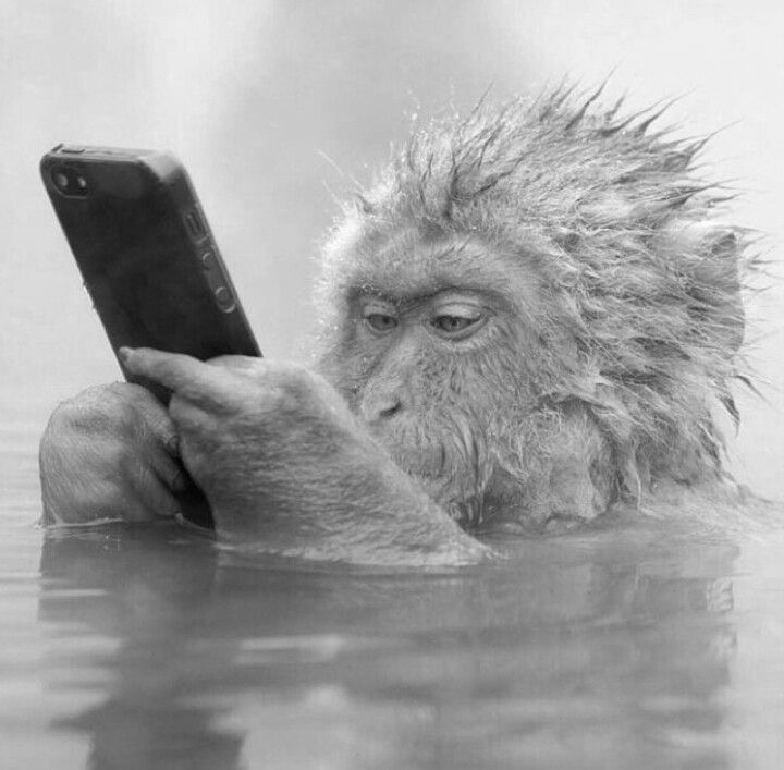 A monkey in the water looking at a phone.